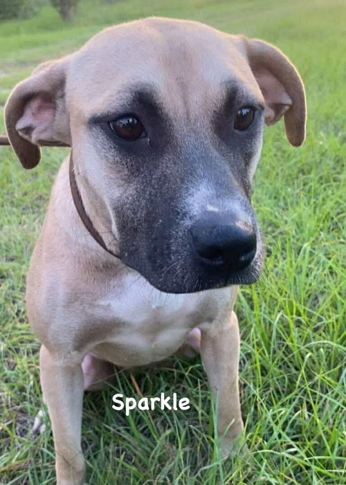 SPARKLE - Unknown available for adoption