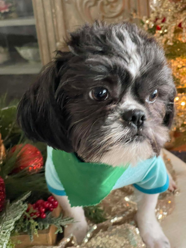 Dasher (Dash)