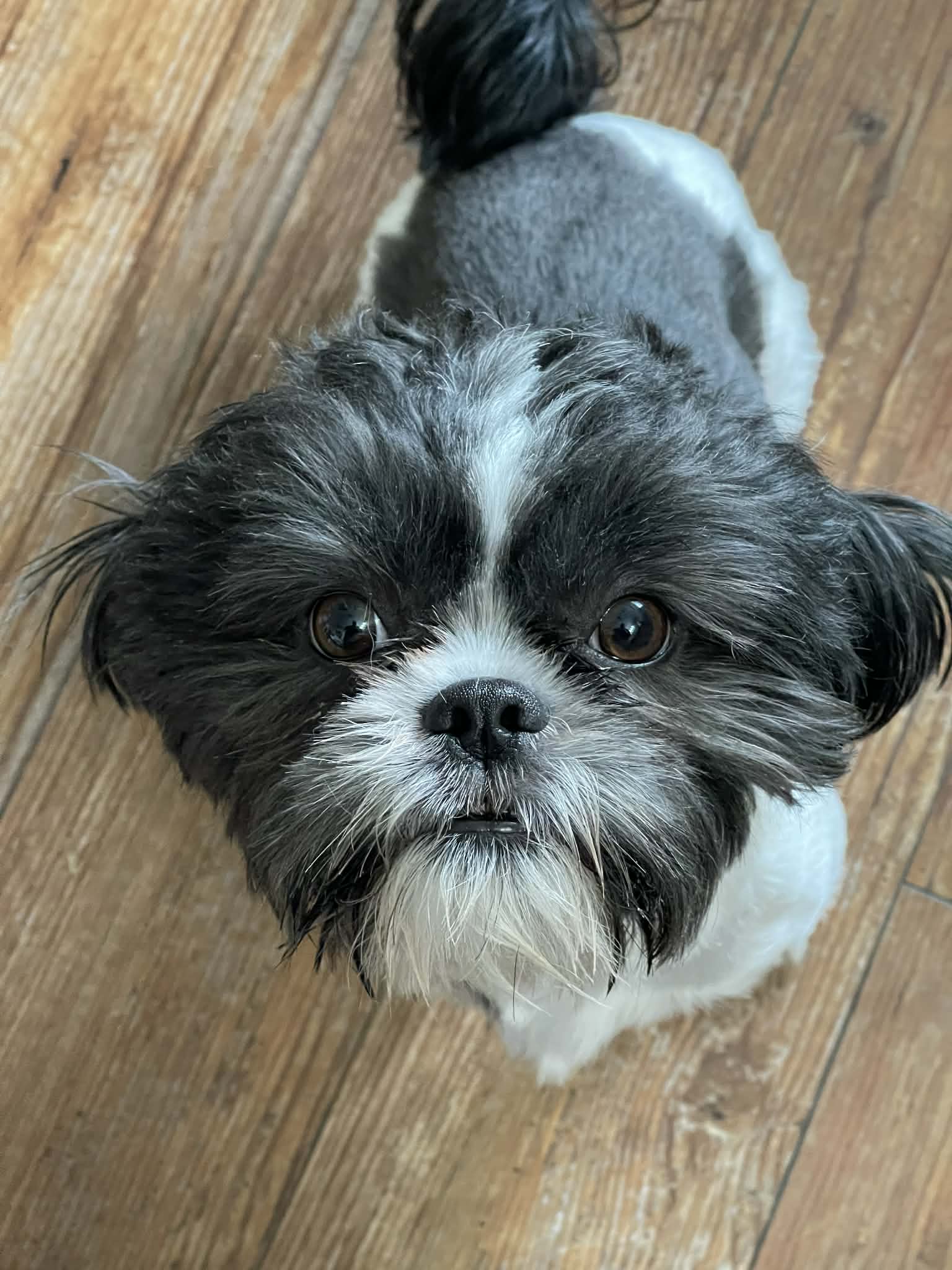 Dasher (Dash)