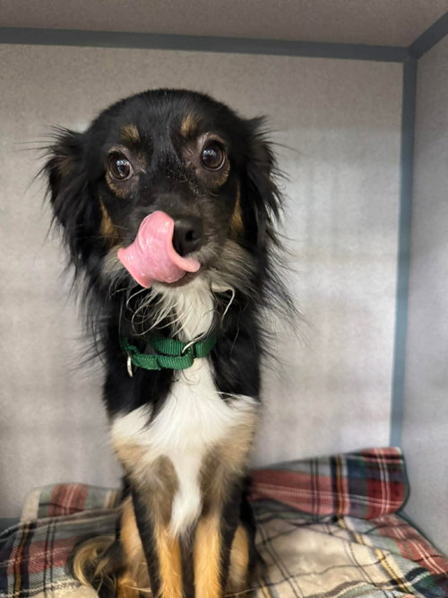 Lucky, an adoptable Unknown breed in Ridgefield, CT