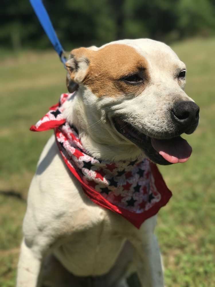 adoptable Dog in Conway, AR named Repete
