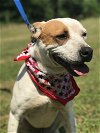 adoptable Dog in , AR named Repete