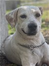 adoptable Dog in conway, AR named Chance