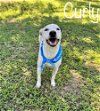 adoptable Dog in conway, AR named Curly