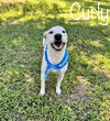 adoptable Dog in Conway, AR named Curly