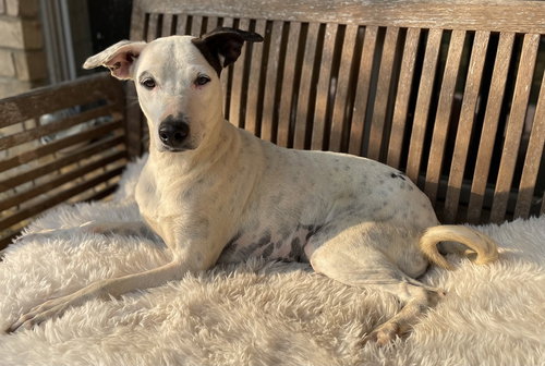 CURLY - Cattle Dog / Terrier available for adoption