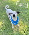Curly - Photo 3