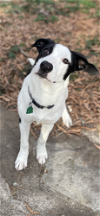adoptable Dog in conway, AR named Jerry