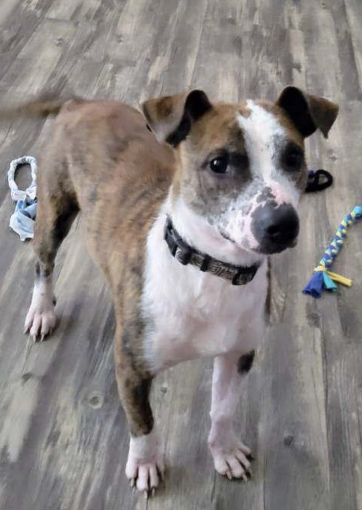 adoptable Dog in Conway, AR named Shortcake