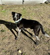 adoptable Dog in , AR named Raney