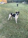 adoptable Dog in conway, AR named Moses