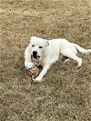 adoptable Dog in conway, AR named Fredward "Fred