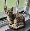 adoptable Cat in , AR named Tig