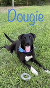 adoptable Dog in Conway, AR named Dougie Boy