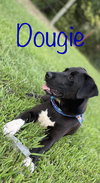 Dougie Boy - Photo 2