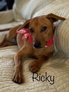 adoptable Dog in  named Ricky