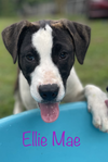 adoptable Dog in , AR named Ellie Mae