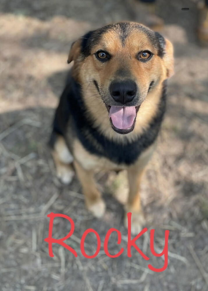 adoptable Dog in Conway, AR named Rocky