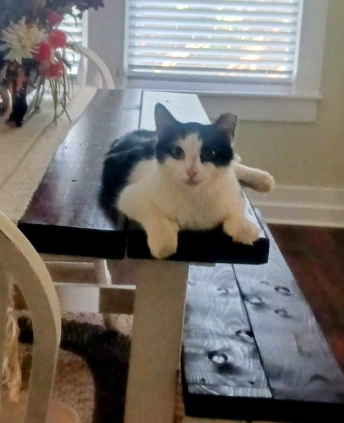MILLIE - Domestic Medium Hair available for adoption