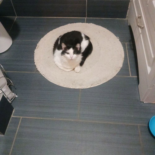 Photo 3 of Millie