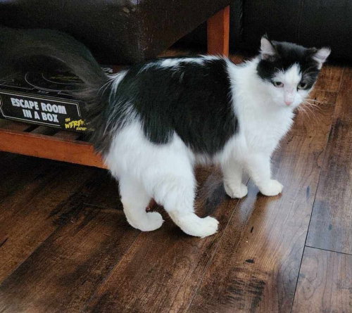 Photo 4 of Millie