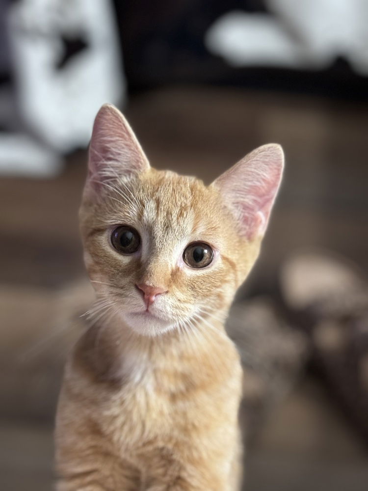 adoptable Cat in Conway, AR named Greg