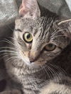 adoptable Cat in  named Blossom