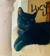 Lucy - Photo 1