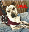 adoptable Dog in  named Saul