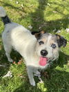 adoptable Dog in  named Rocky Tock