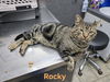 adoptable Cat in  named Rocky
