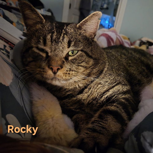 ROCKY - Domestic Short Hair / Domestic Short Hair available for adoption