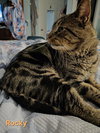 Rocky - Photo 3