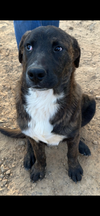adoptable Dog in  named Bear
