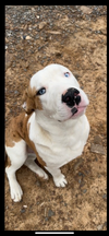 adoptable Dog in  named Bo