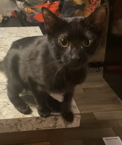 picture of the cat needing adoption
