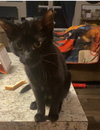 Coal - Photo 2