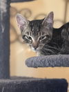 adoptable Cat in  named Poblano