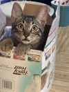 adoptable Cat in  named Ancho