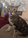 adoptable Cat in  named JalapeÃ±o