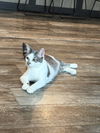 adoptable Cat in  named Hannah