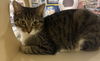 adoptable Cat in  named Boo Bear