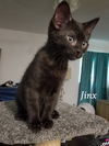 adoptable Cat in  named Jinx