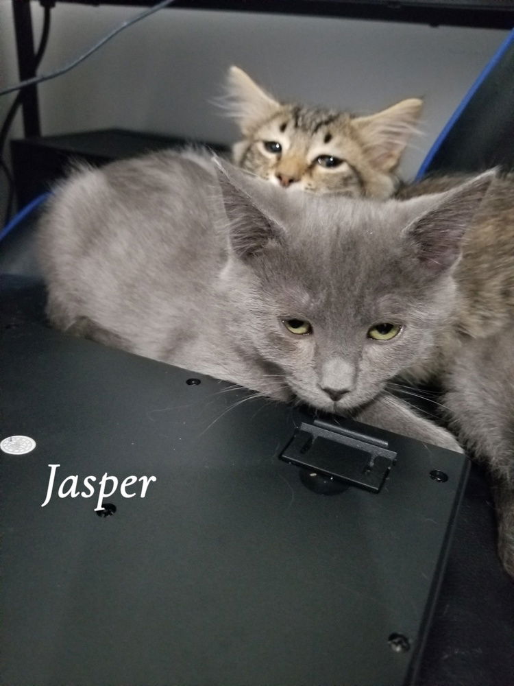 adoptable Cat in Conway, AR named Jasper