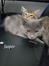 adoptable Cat in  named Jasper