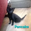 adoptable Cat in  named Pancake
