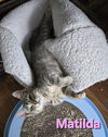 adoptable Cat in  named Matilda