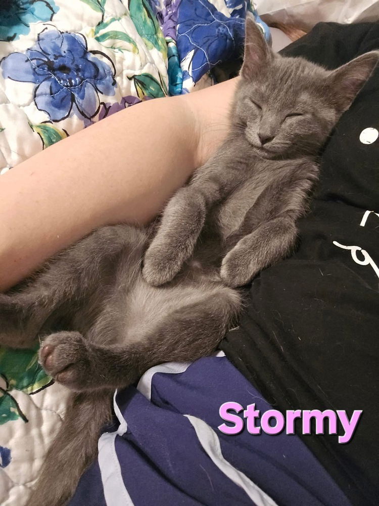 adoptable Cat in Conway, AR named Stormy