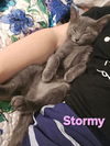 adoptable Cat in  named Stormy