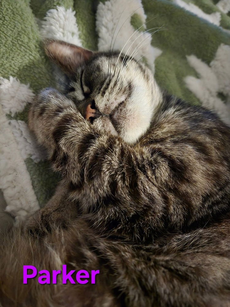 adoptable Cat in Conway, AR named Parker